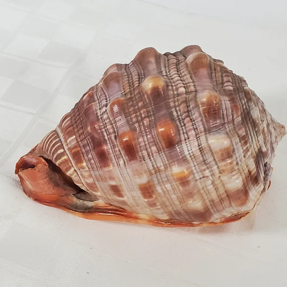 Bullmouth Helmet Shell - Picture 4 of 5